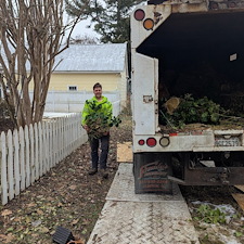 Removal-of-Two-Vine-Covered-Mulberry-Trees-in-the-Town-of-Saint-Michaels 3